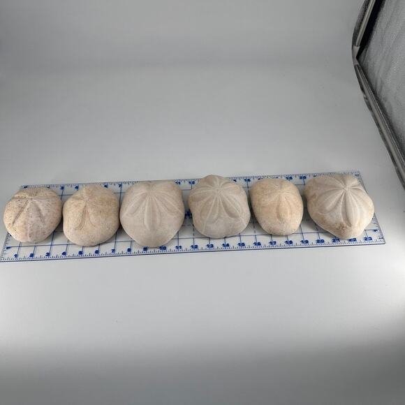 Lot of 6 Fossil Sand Dollars | Natural Sea Biscuit Specimens | Coastal Decor - Picture 3 of 9